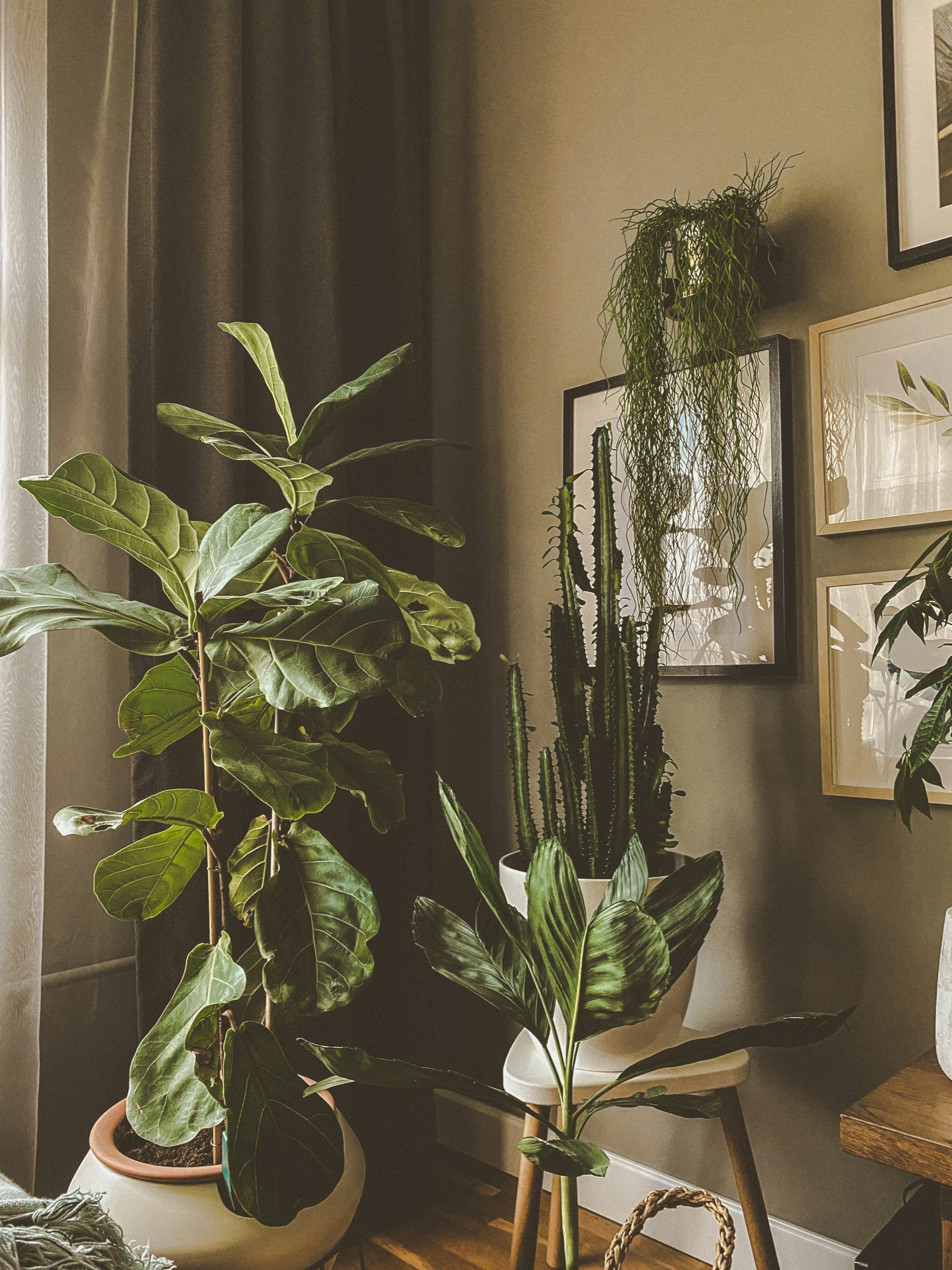 Philodendron selected by No Empty Pots