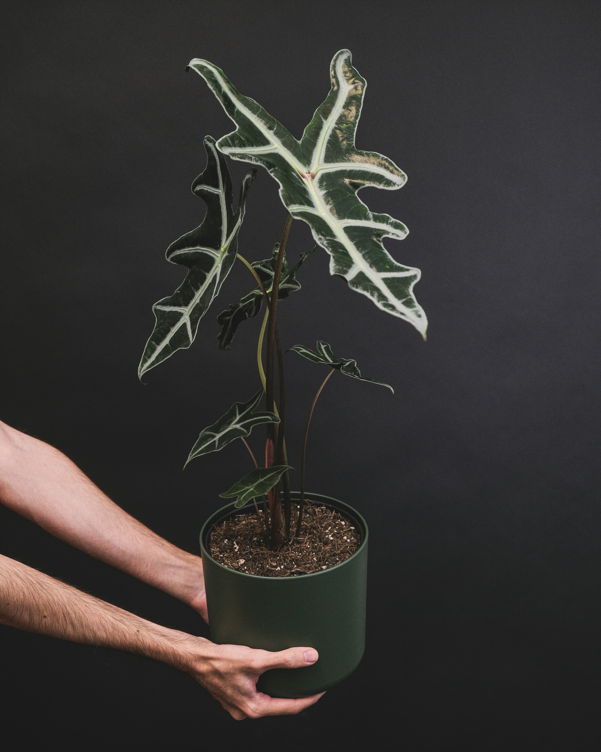 Alocasia