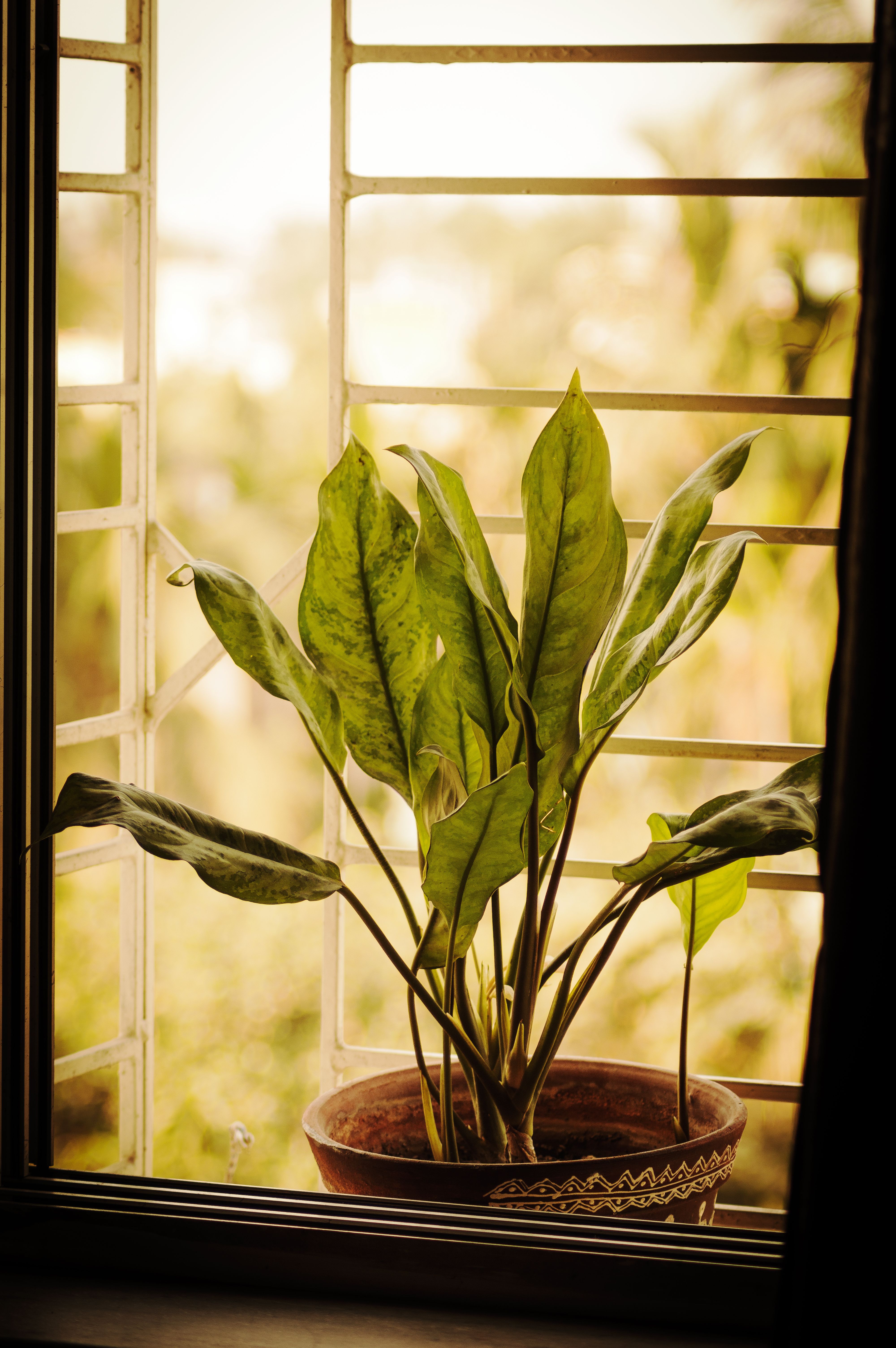 Alocasia from the No Empty Pots collection