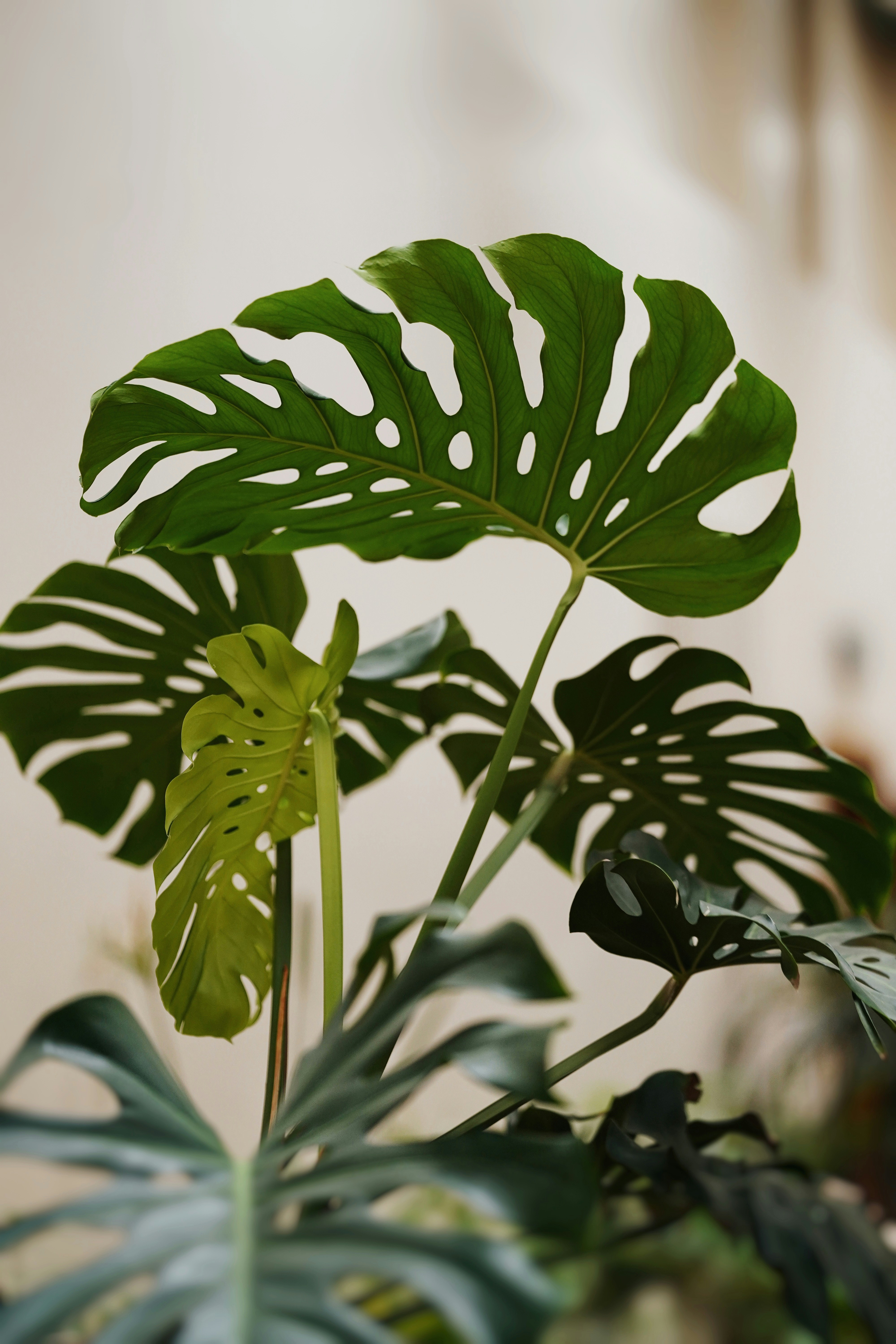 Beginner plants