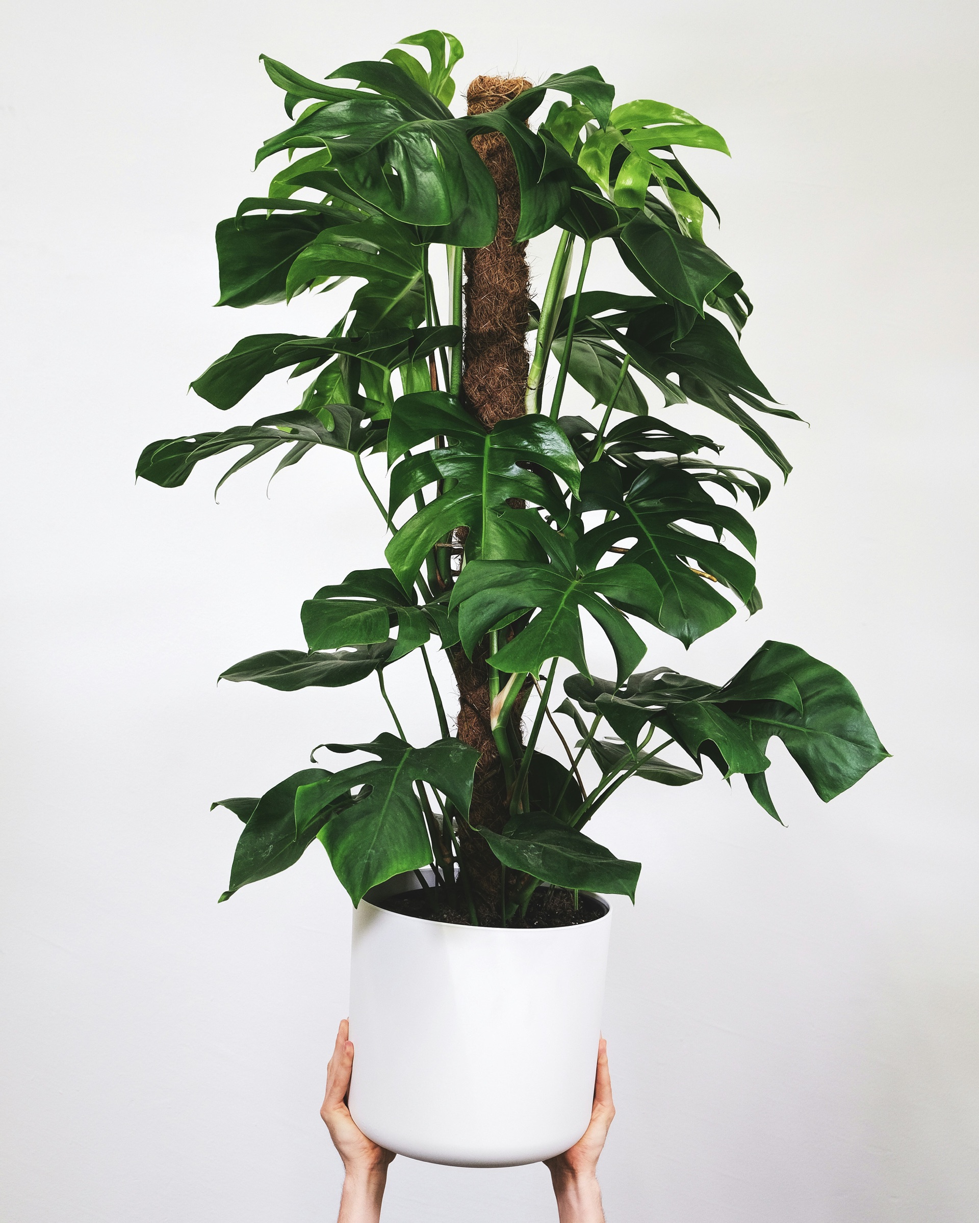 Monstera