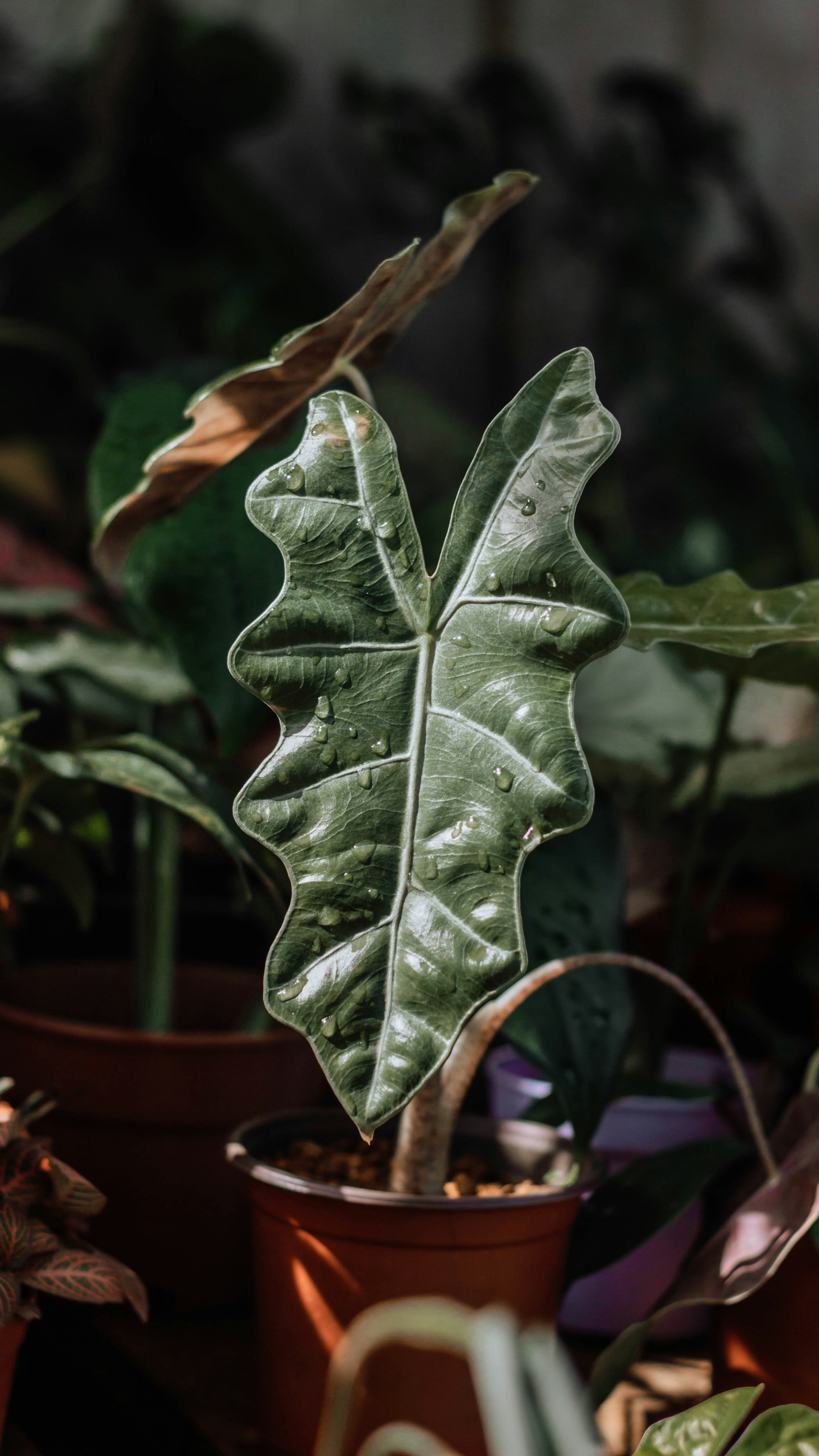 A No Empty Pots plant representing data privacy