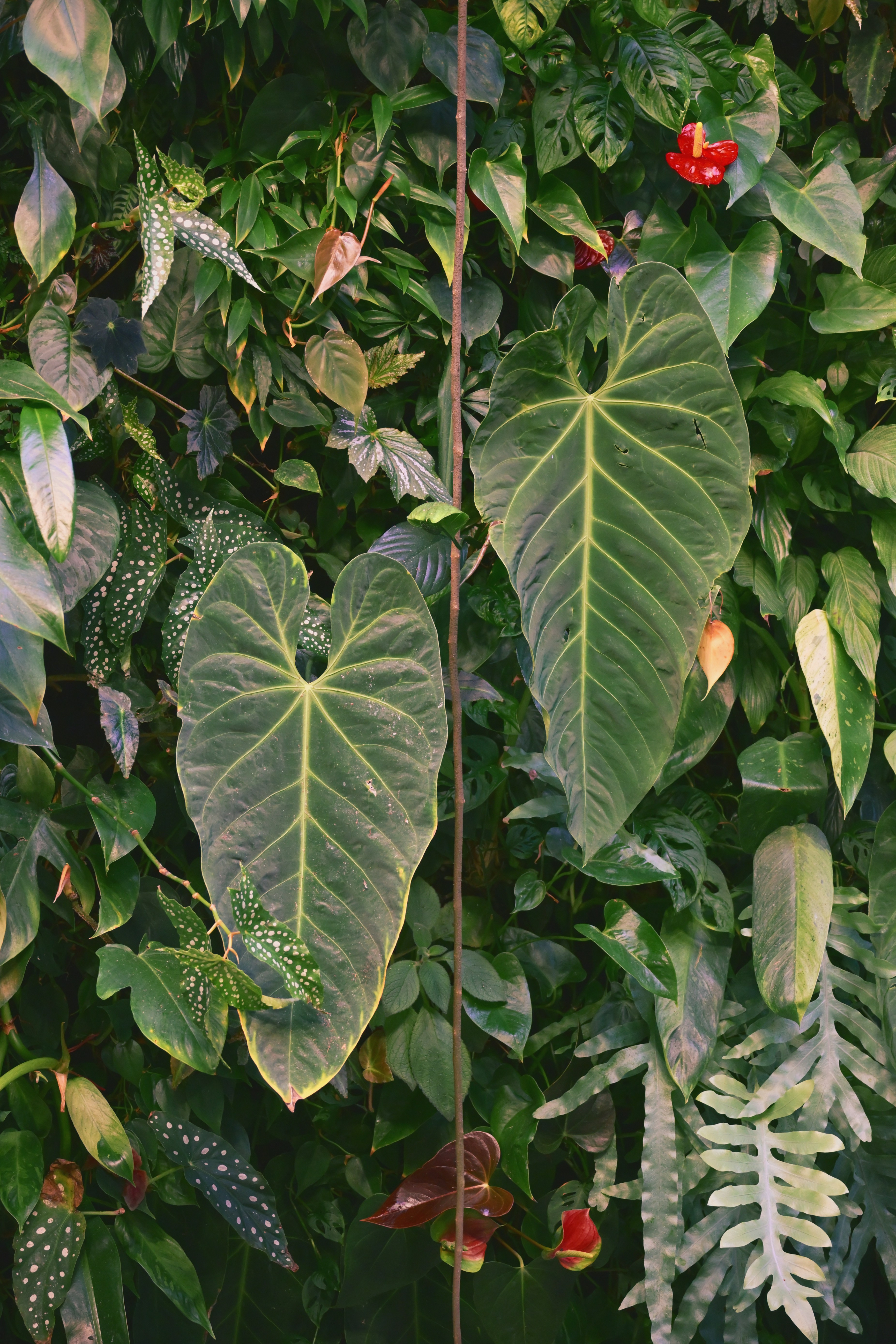 Philodendron prepared for a condition assessment