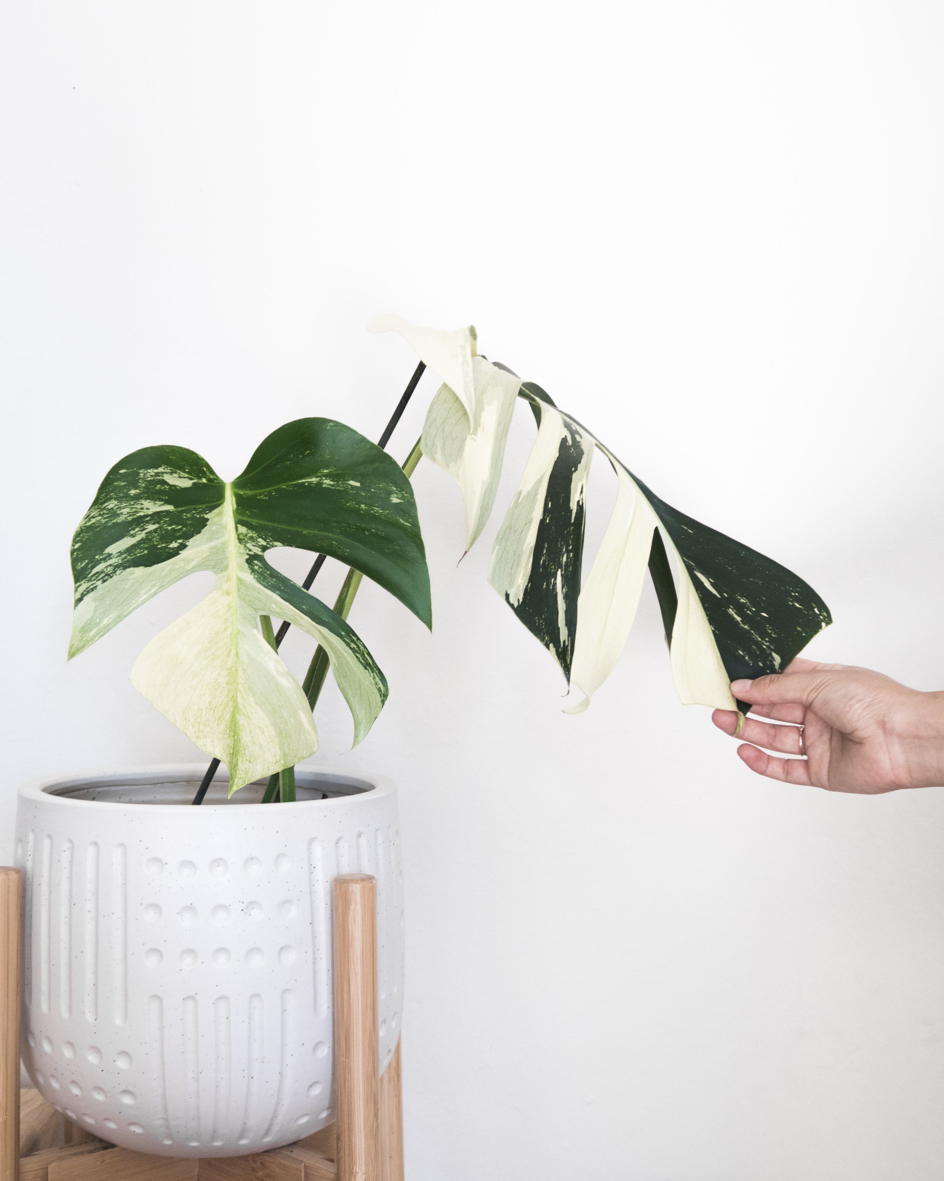 Variegated plants